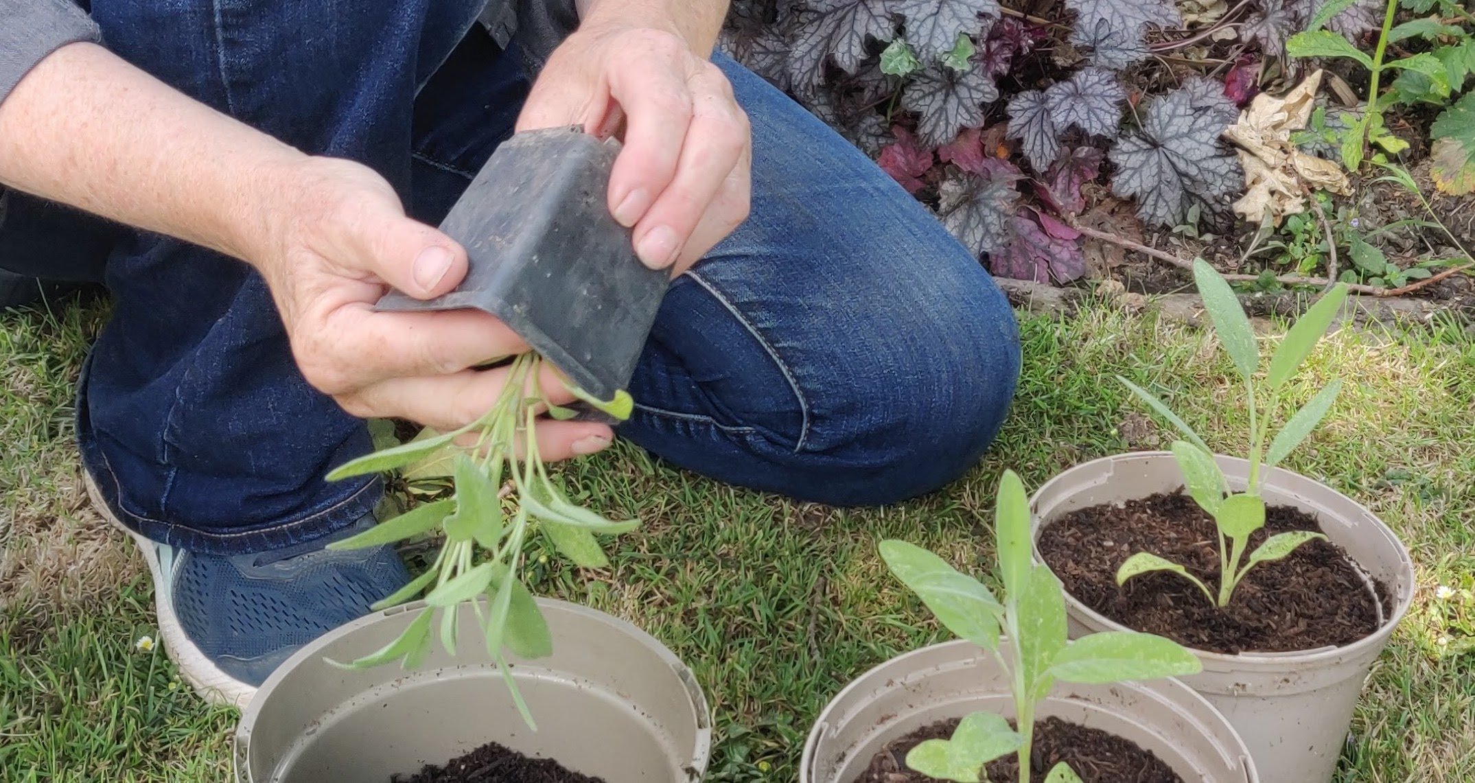 Repotting sage seedlings