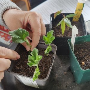 Propagating Perennials September Workshops