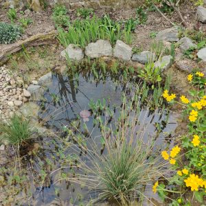 Creating a garden pond October workshops
