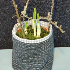 Growing indoor bulbs